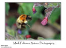 Common carder bee Bombus pascuorum